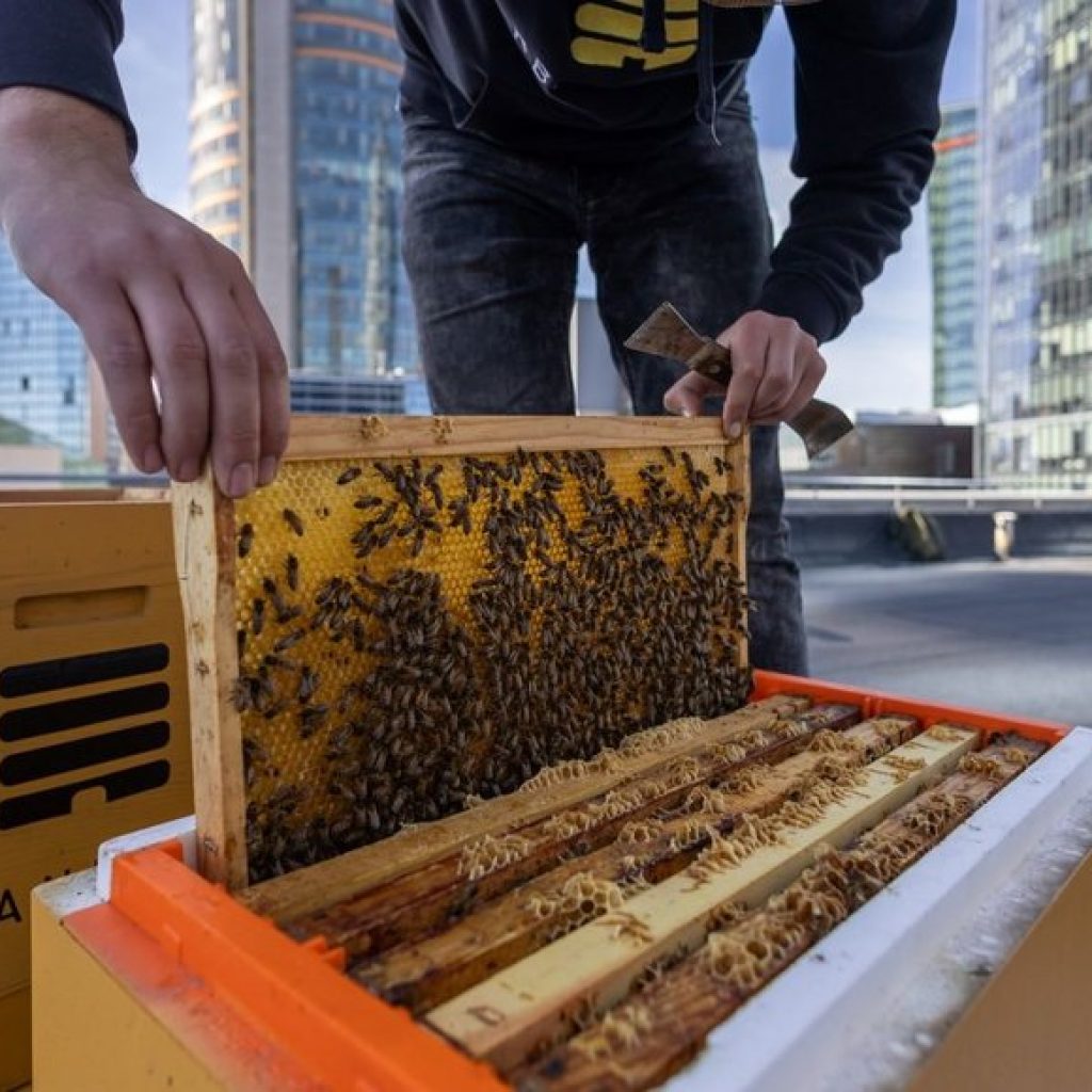 Vilnius – bitėms bičiuliškas miestas: aviliai įrengti ant savivaldybės ir darželių stogų